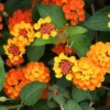 Orange Lantana Plants - 3 Live Perennial Flowers - Indoor/Outdoor Planting