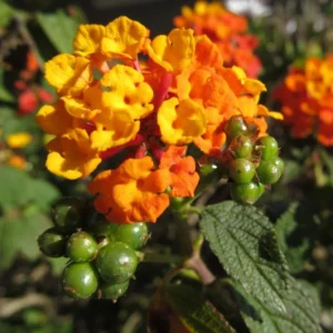 Orange Lantana Plants - 3 Live Perennial Flowers - Indoor/Outdoor Planting