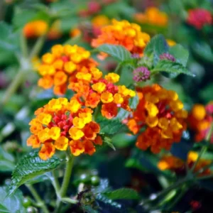 Orange Lantana Plants - 3 Live Perennial Flowers - Indoor/Outdoor Planting