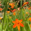 Orange Montbretia Crocosmia Bulbs - 50 Emily Mckenzie Crocosmia Hardy Flower Tubers for Planting