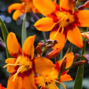 Orange Montbretia Crocosmia Bulbs - 50 Emily Mckenzie Crocosmia Hardy Flower Tubers for Planting