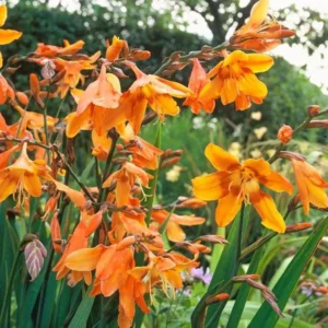 Orange Montbretia Crocosmia Bulbs - 50 Emily Mckenzie Crocosmia Hardy Flower Tubers for Planting