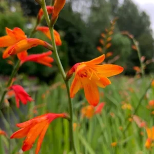 Orange Montbretia Crocosmia Bulbs - 50 Emily Mckenzie Crocosmia Hardy Flower Tubers for Planting