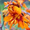 Orange Montbretia Crocosmia Bulbs - Emily Mckenzie Crocosmia 25 Hardy Flower Tubers for Planting