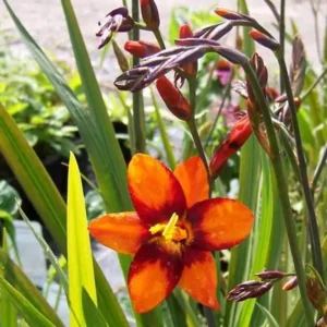Orange Montbretia Crocosmia Bulbs - Emily Mckenzie Crocosmia 25 Hardy Flower Tubers for Planting