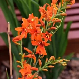 Orange Montbretia Crocosmia Bulbs - Emily Mckenzie Crocosmia 25 Hardy Flower Tubers for Planting