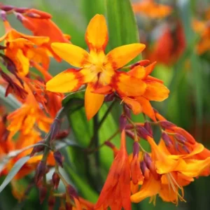 Orange Montbretia Crocosmia Bulbs - Emily Mckenzie Crocosmia 25 Hardy Flower Tubers for Planting