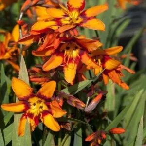 Orange Montbretia Crocosmia Bulbs - Emily Mckenzie Crocosmia 25 Hardy Flower Tubers for Planting
