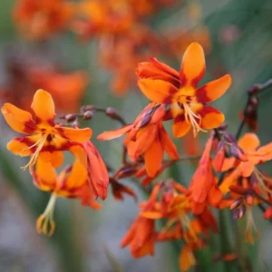 Orange Montbretia Crocosmia Bulbs - Emily Mckenzie Crocosmia 25 Hardy Flower Tubers for Planting