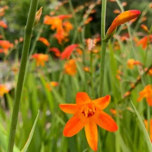 Orange Montbretia Crocosmia Bulbs - Emily Mckenzie Crocosmia 25 Hardy Flower Tubers for Planting
