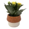 Orange Mushroom Calandiva Succulent Plant in Ceramic Planter - 3 inch Pot