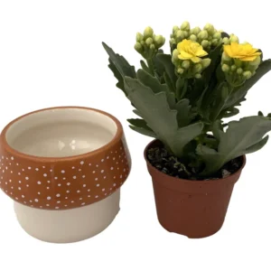 Orange Mushroom Calandiva Succulent Plant in Ceramic Planter - 3 inch Pot