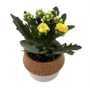 Orange Mushroom Calandiva Succulent Plant in Ceramic Planter - 3 inch Pot