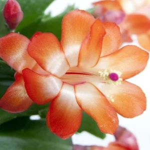 Orange Schlumbergera Plants - Holiday Cactus Plants - 3 Inch Pot - Indoor/Outdoor