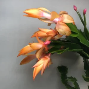 Orange Schlumbergera Plants - Holiday Cactus Plants - 3 Inch Pot - Indoor/Outdoor