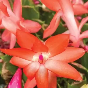 Orange Schlumbergera Plants - Holiday Cactus Plants - 3 Inch Pot - Indoor/Outdoor
