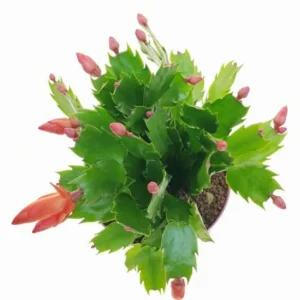 Orange Schlumbergera Plants - Holiday Cactus Plants - 3 Inch Pot - Indoor/Outdoor