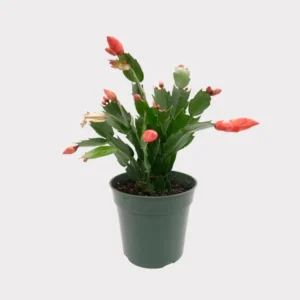 Orange Schlumbergera Plants - Holiday Cactus Plants - 3 Inch Pot - Indoor/Outdoor