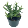 Orange Starfish Succulent Huernia Orbea schweinfurthii in 4 inch Pot