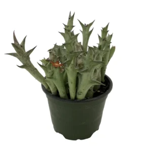 Orange Starfish Succulent Huernia Orbea schweinfurthii in 4 inch Pot