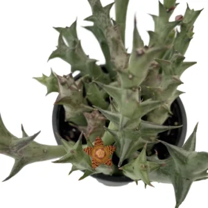 Orange Starfish Succulent Huernia Orbea schweinfurthii in 4 inch Pot