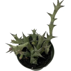 Orange Starfish Succulent Huernia Orbea schweinfurthii in 4 inch Pot