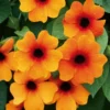 Orange Thunbergia Alata Arizona Glow Vine Live Plant - 1 Gallon Pot