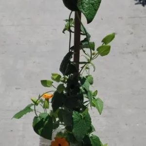 Orange Thunbergia Alata Arizona Glow Vine Live Plant - 1 Gallon Pot