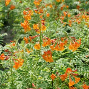 Orange Trumpet Bush Plant - Tecoma Fulva - 4 inch Pot - Vibrant Orange Flowers
