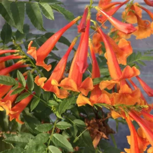 Orange Trumpet Bush Plant - Tecoma Fulva - 4 inch Pot - Vibrant Orange Flowers