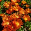 Orange Vibe Ice Plant Delosperma - Quart Pot - Vivid Orange Blooms