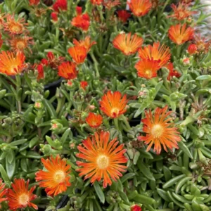 Orange Vibe Ice Plant Delosperma - Quart Pot - Vivid Orange Blooms