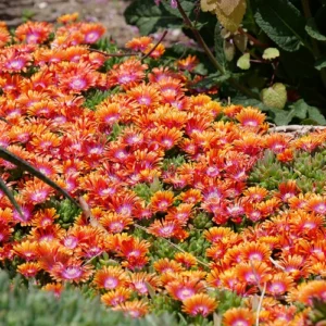 Orange Vibe Ice Plant Delosperma - Quart Pot - Vivid Orange Blooms