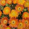 Orange Wonder Ice Plant - Live Perennial Delosperma - Gallon Pot - Vibrant Color