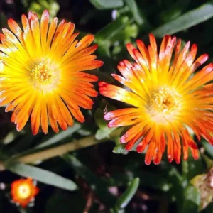 Orange Wonder Ice Plant - Live Perennial Delosperma - Gallon Pot - Vibrant Color