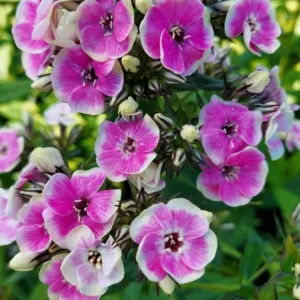 Orchid Yellow Phlox Paniculata Perennial Plant 4" Pot - Garden Phlox