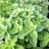 Oregano Herb Plant - 4 Inch Potted Organum - Live Culinary Herb