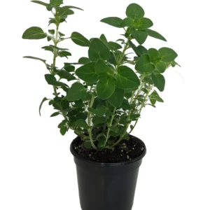 Oregano Herb Plant - 4 Inch Potted Organum - Live Culinary Herb