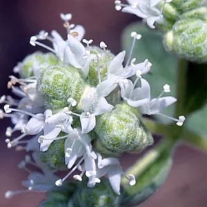 Oregano Herb Plant - 4 Inch Potted Organum - Live Culinary Herb