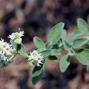 Oregano Herb Plant - 4 Inch Potted Organum - Live Culinary Herb