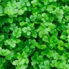 Organic Cilantro Coriander Live Herb Plant 4 inch Pot Culinary Garden Essential