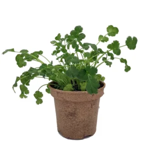 Organic Cilantro Coriander Live Herb Plant 4 inch Pot Culinary Garden Essential