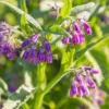 Organic Comfrey Roots - 10 Fresh Root Pieces for Planting Symphytum officinale