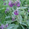 Organic Comfrey Roots - 15 Pcs - Symphytum Officinale Planting Roots