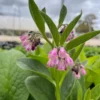 Organic Comfrey Roots for Planting 20 Pcs - Symphytum Officinale - Garden Ready