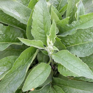 Organic Comfrey Roots for Planting 20 Pcs - Symphytum Officinale - Garden Ready