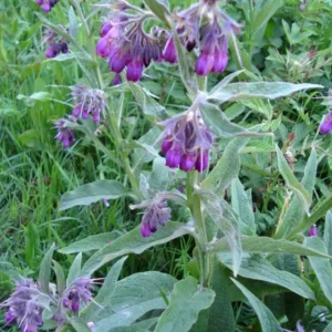 Organic Comfrey Roots for Planting 20 Pcs - Symphytum Officinale - Garden Ready