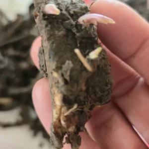 Organic Comfrey Roots for Planting 20 Pcs - Symphytum Officinale - Garden Ready