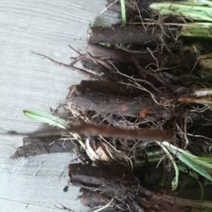 Organic Comfrey Roots for Planting 20 Pcs - Symphytum Officinale - Garden Ready