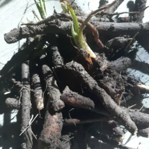 Organic Comfrey Roots for Planting 20 Pcs - Symphytum Officinale - Garden Ready